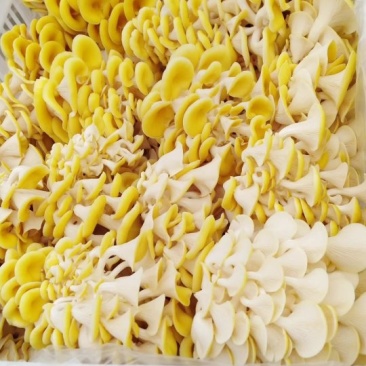 营养丰富味道鲜美的榆黄蘑（鸡油菌）