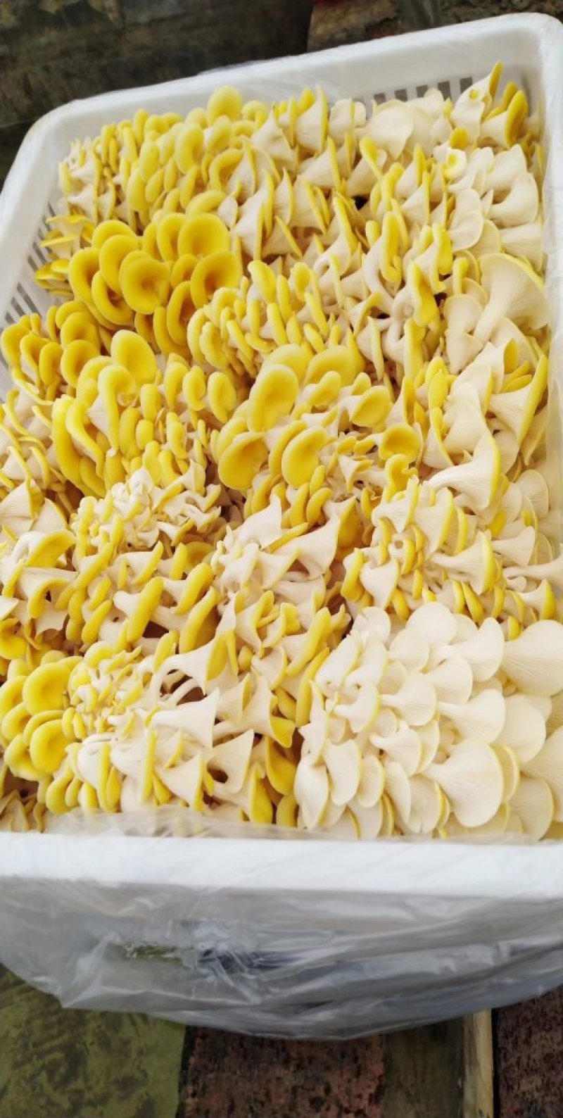 营养丰富味道鲜美的榆黄蘑（鸡油菌）