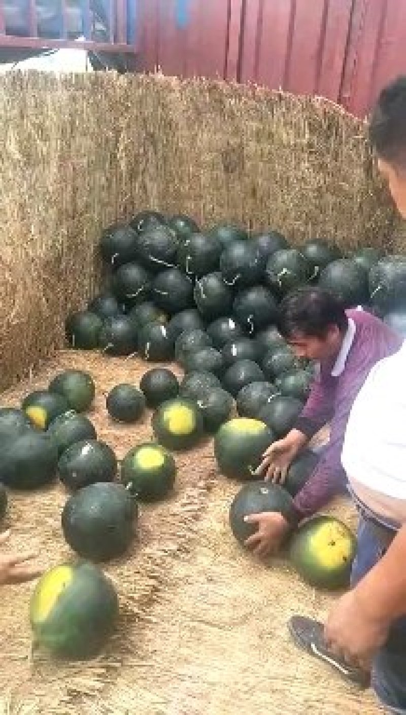黑皮无籽西瓜10斤打底9成熟1茬小神童黑无籽西瓜供