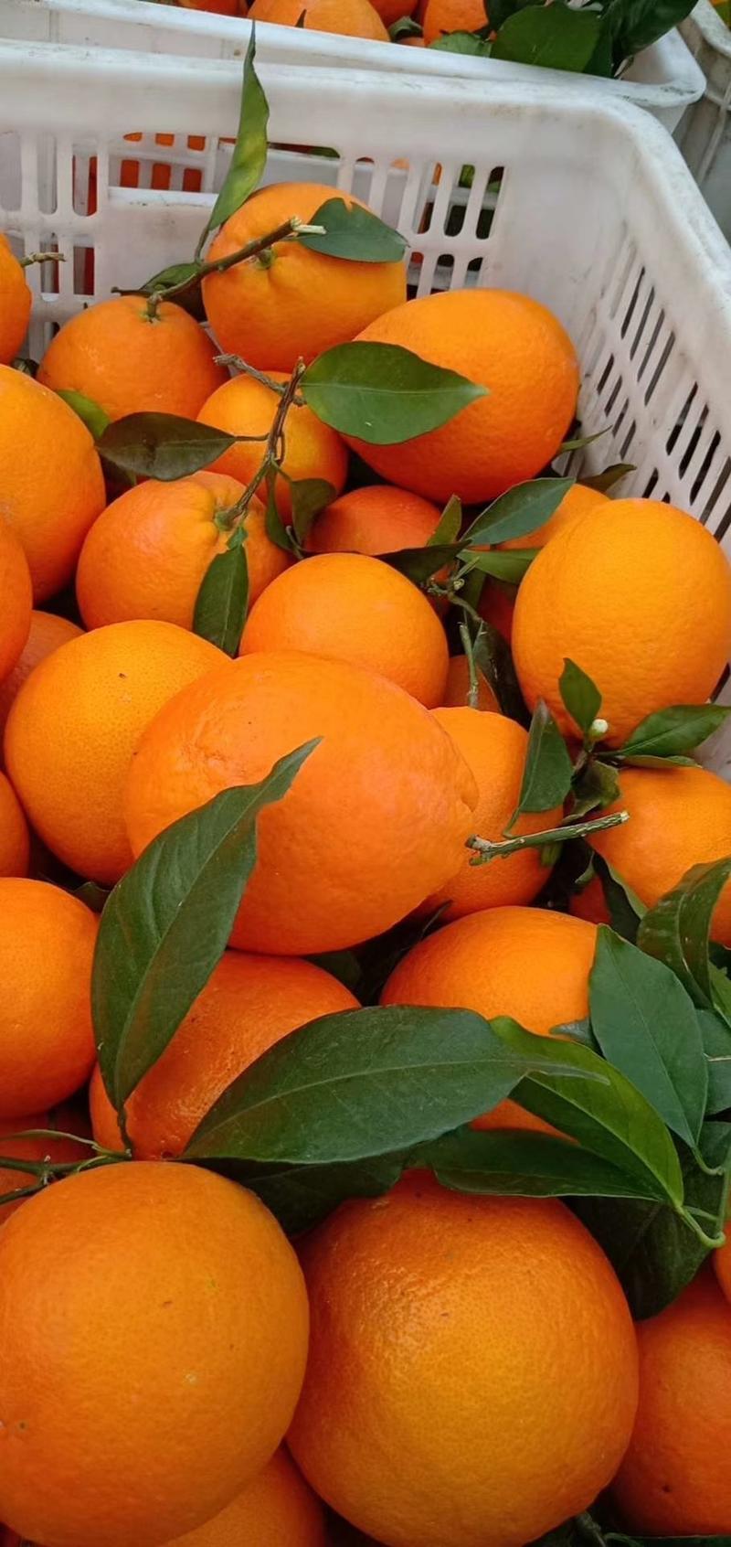 【优选】纽荷尔橙果甜多汁橙子果园直销支持看货