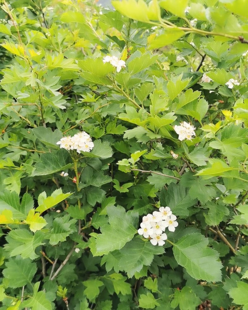 山楂树，大红山楂树苗，常年出售