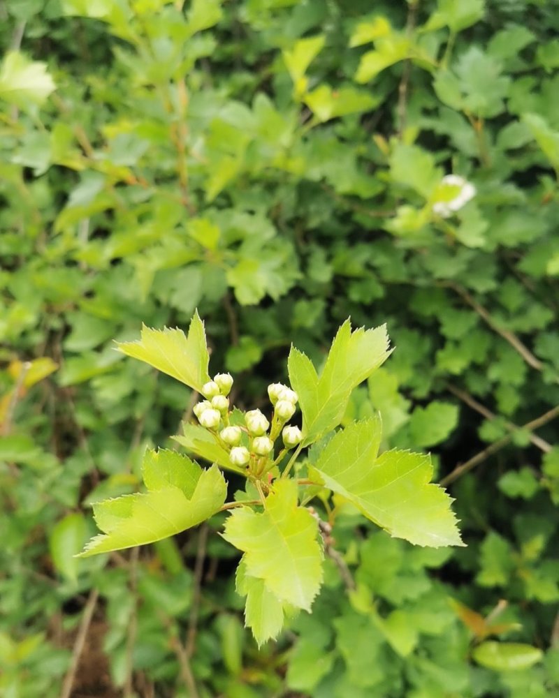 山楂树，大红山楂树苗，常年出售