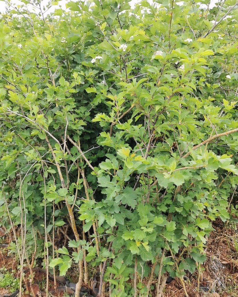 山楂树，大红山楂树苗，常年出售