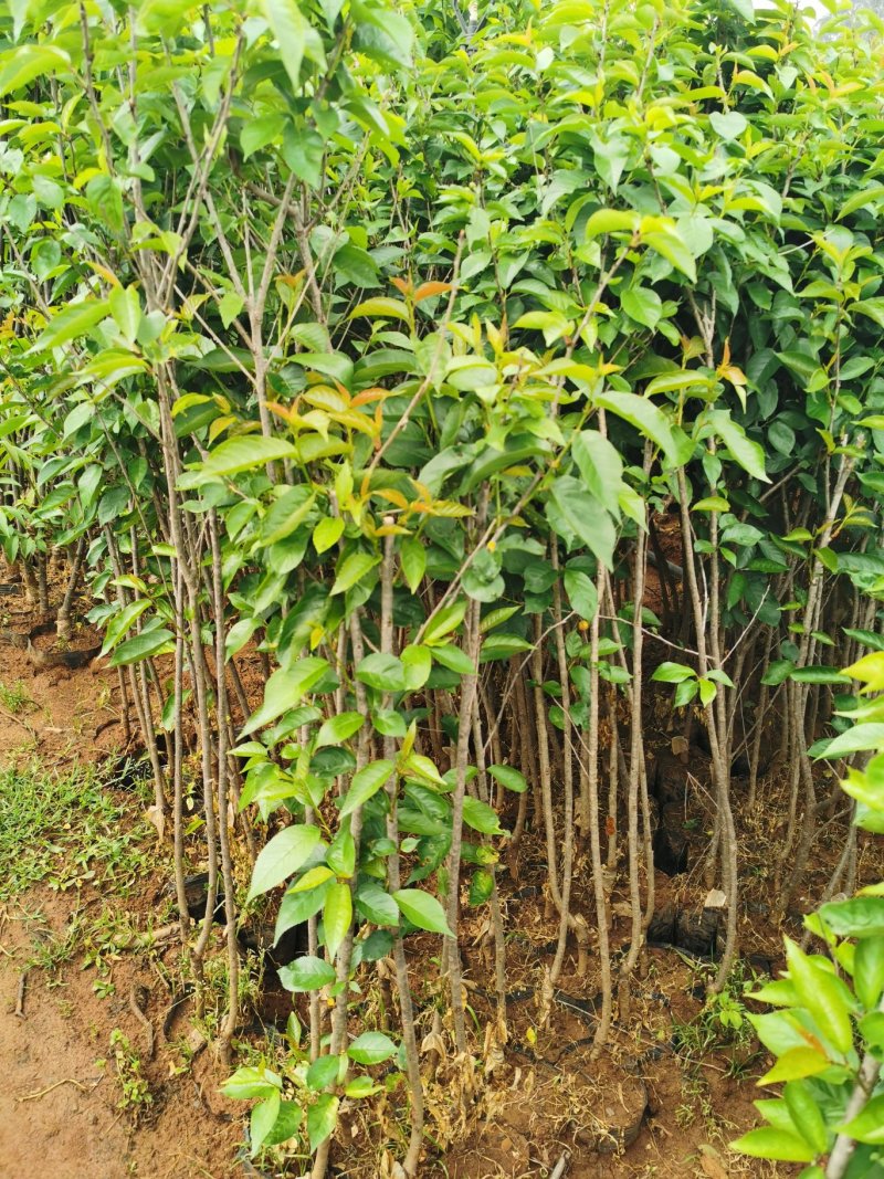 黑珍珠樱桃，红灯笼樱桃苗1年50~80cm，提供种植