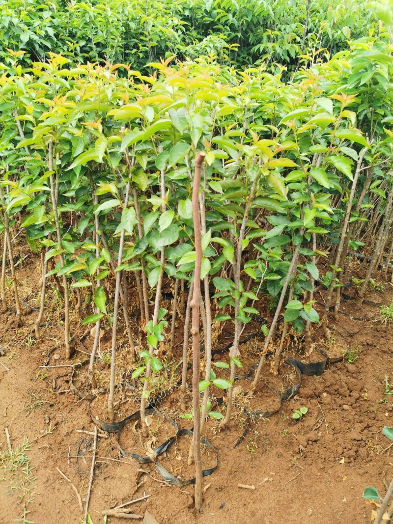 黑珍珠樱桃，红灯笼樱桃苗1年50~80cm，提供种植