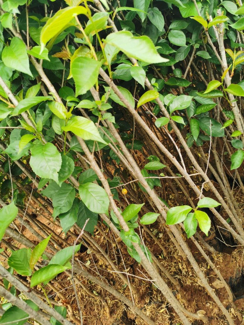 黑珍珠樱桃，红灯笼樱桃苗1年50~80cm，提供种植