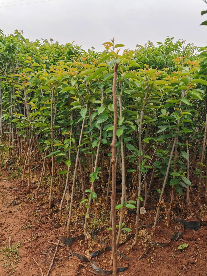 黑珍珠樱桃，红灯笼樱桃苗1年50~80cm，提供种植