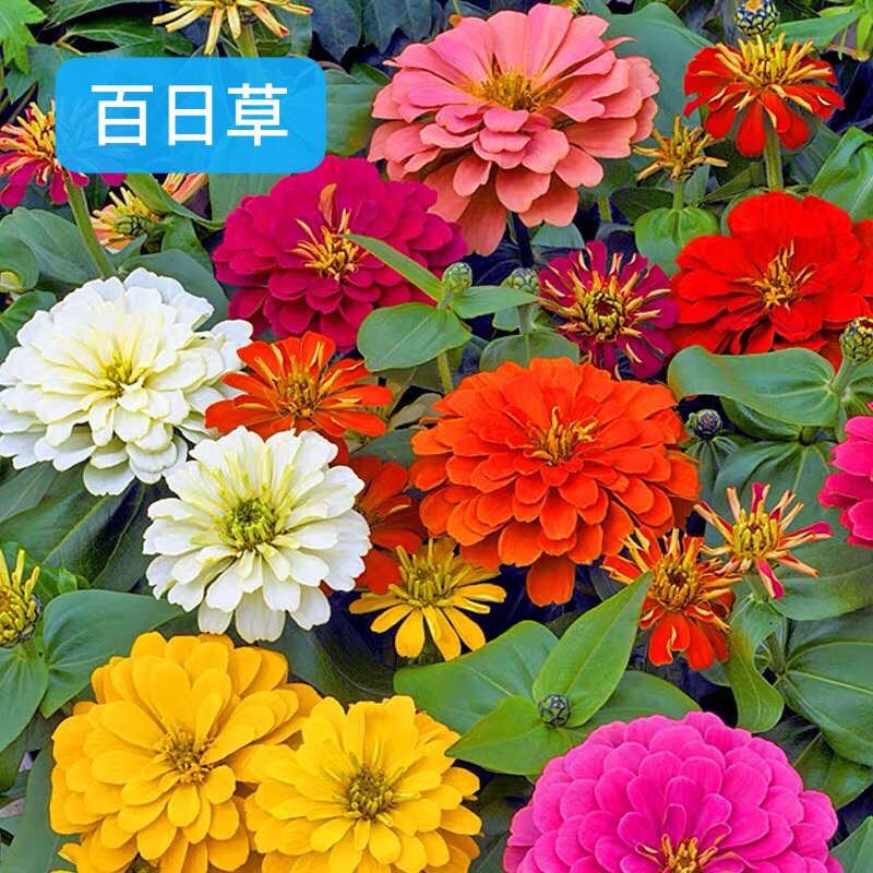 百日草种子花海热门量大可货到付款可开发票包邮