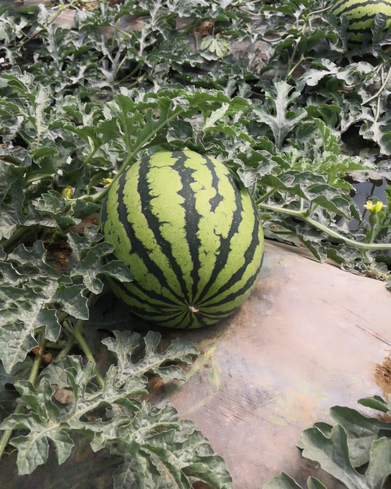 蒲城锦王西瓜5月中旬上，口感香甜，走遍天下，大量上市了，