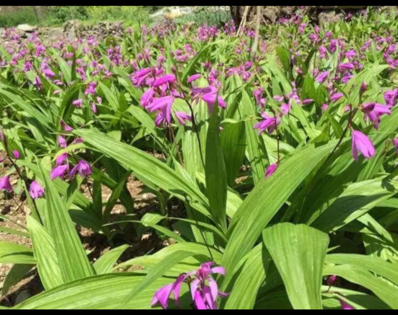 白芨苗，免费技术指导，成活率95%一件代发