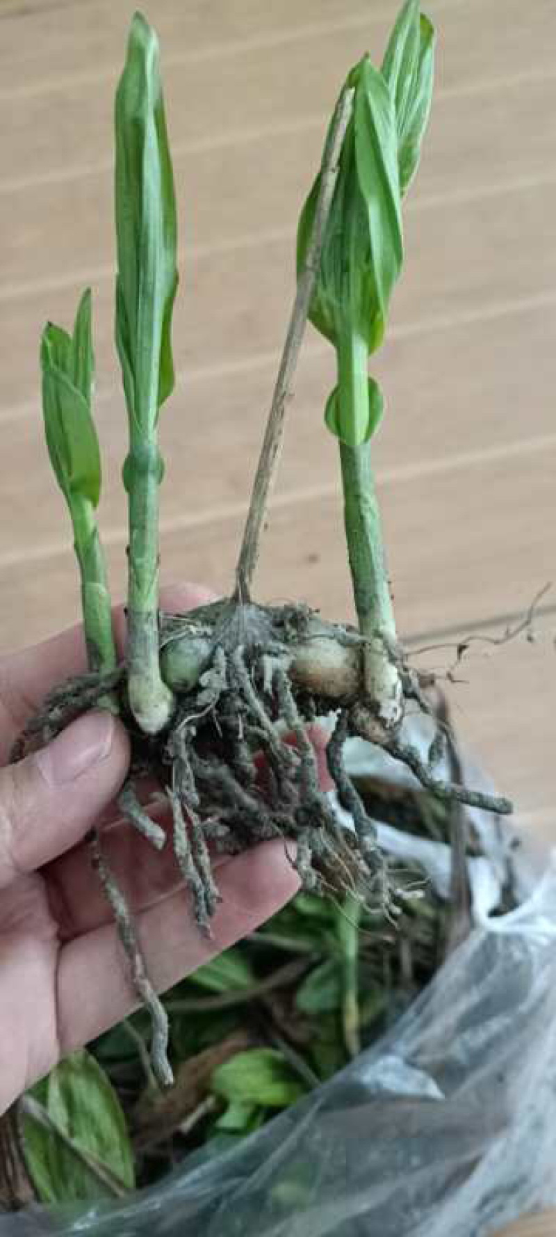 白芨苗，免费技术指导，成活率95%一件代发