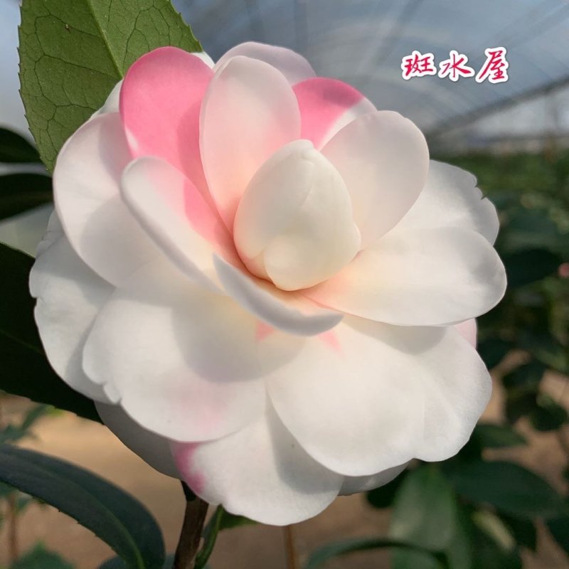 斑水屋先生茶花树苗茶花淡粉红色瓣覆瓦状盆栽绿植带花苞