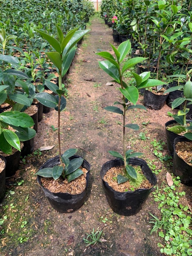 斑水屋先生茶花树苗茶花淡粉红色瓣覆瓦状盆栽绿植带花苞