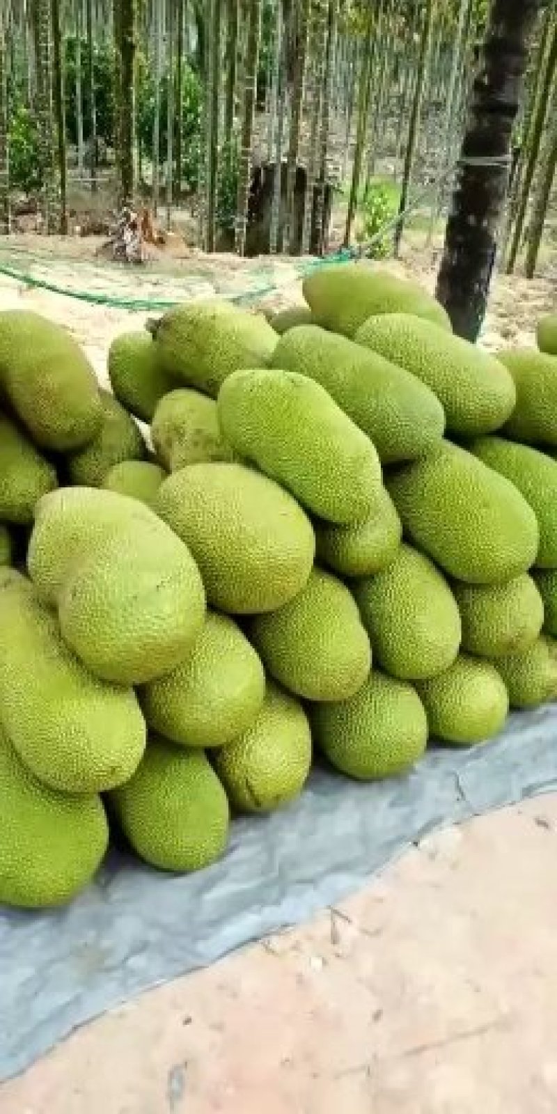 菠萝蜜