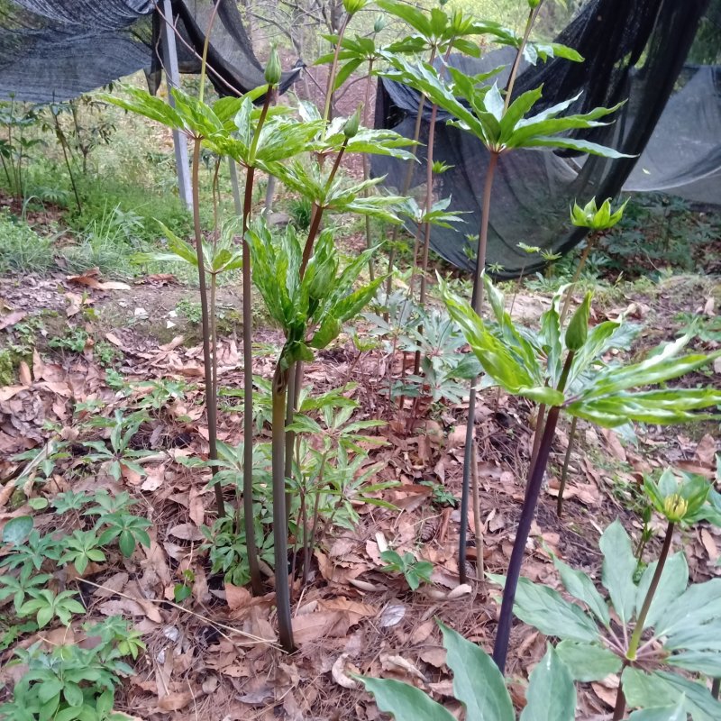 重楼籽净种子。野生移栽七叶一枝花种子。