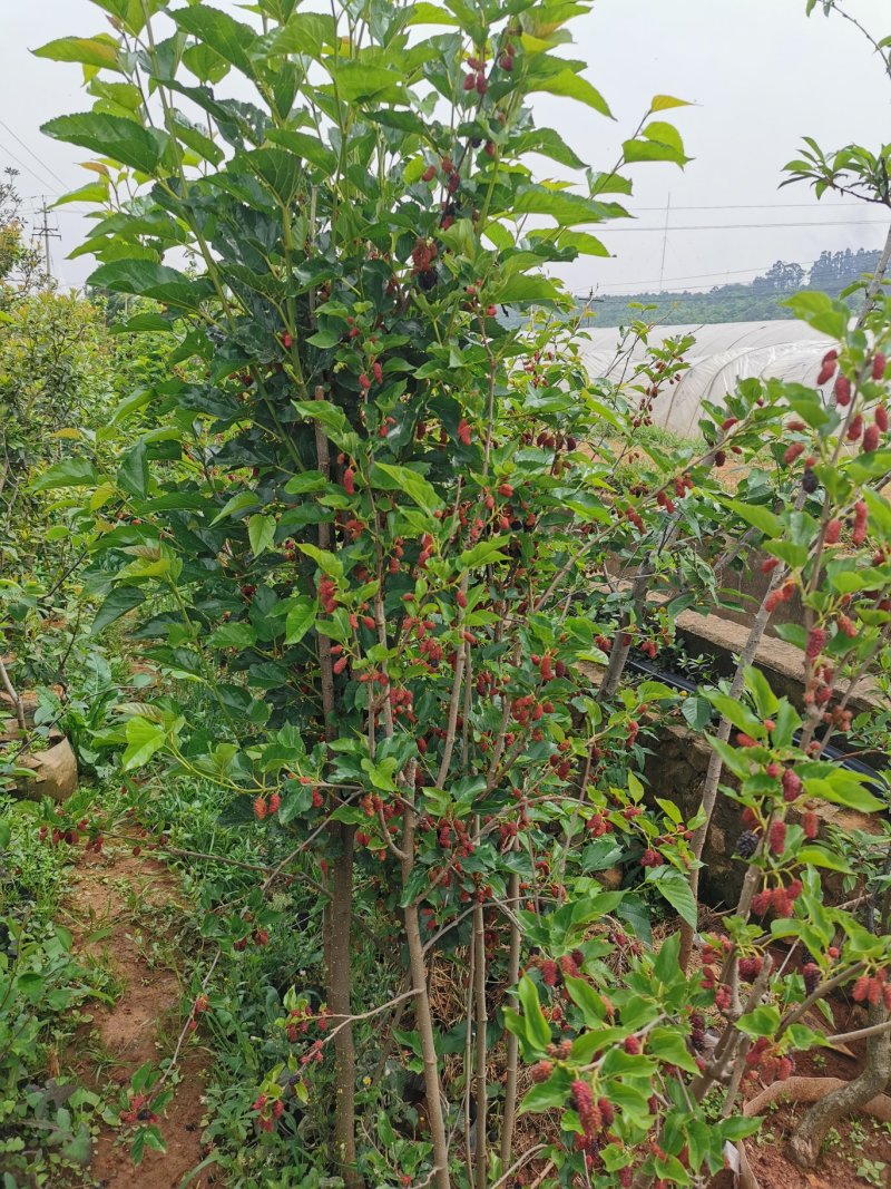 马桑树苗，果桑，可种植买