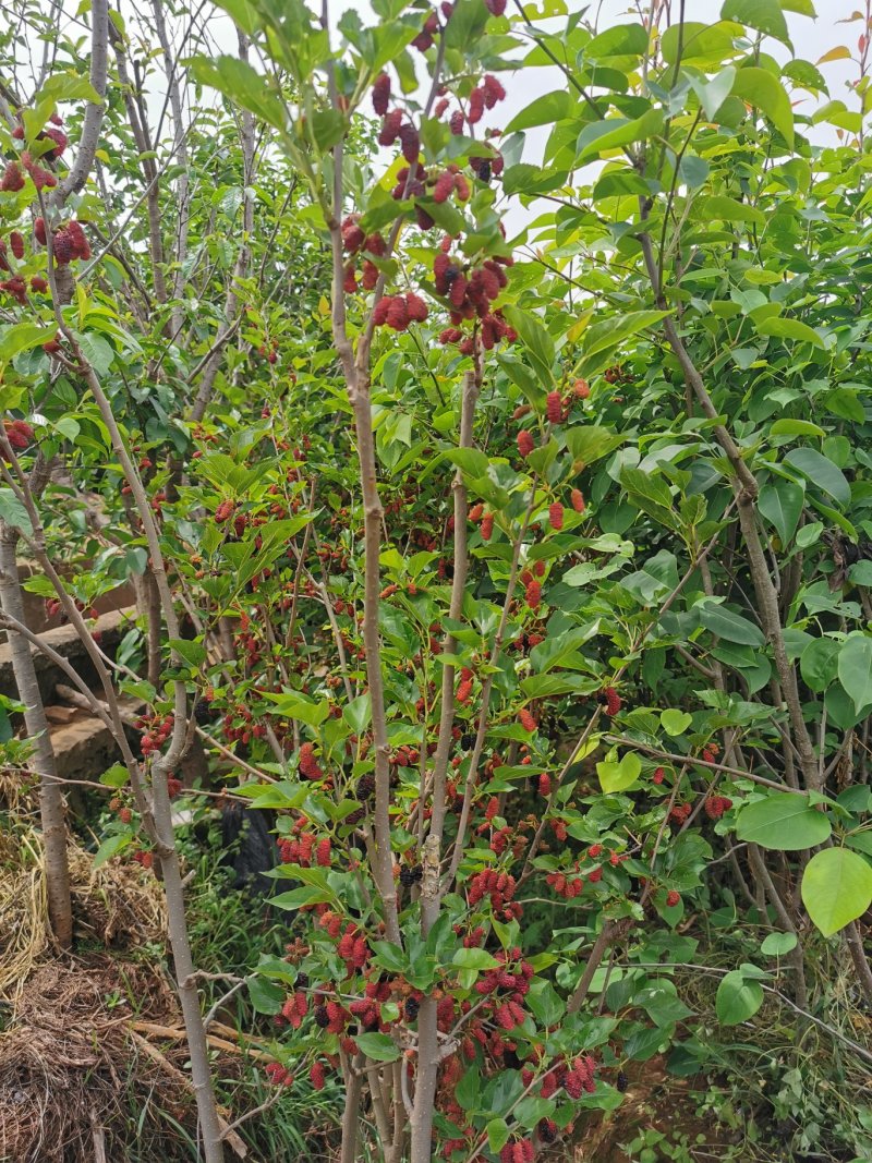 马桑树苗，果桑，可种植买