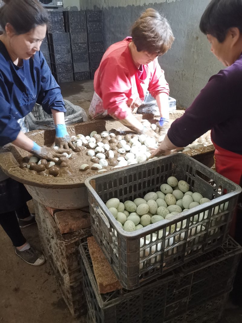 泥淹散黄鸭蛋鹅散黄鹅照蛋鹅鲜蛋