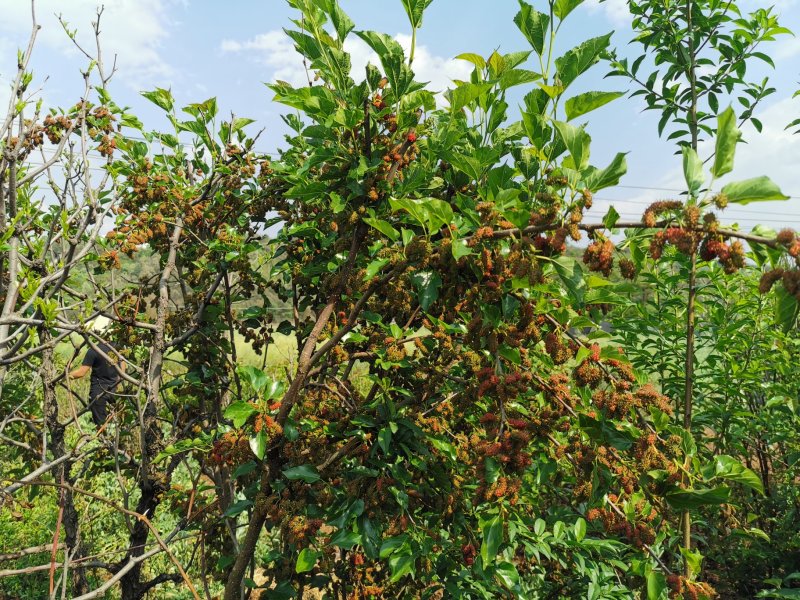 马桑树苗，果桑，可种植买