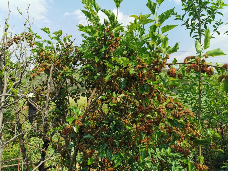 马桑树苗，果桑，可种植买