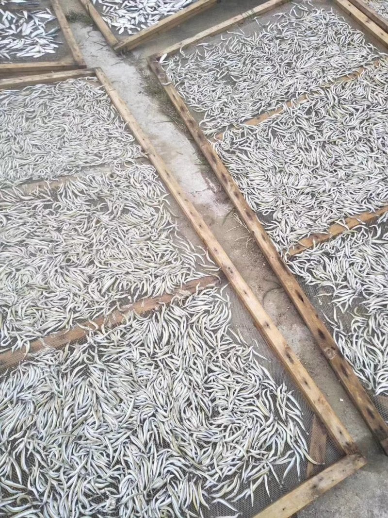 银针鱼