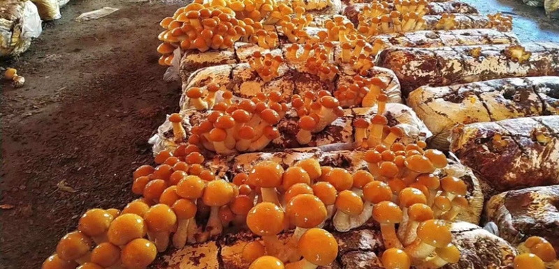 滑子菇菌种订购中