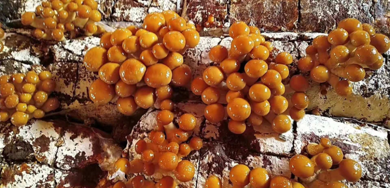滑子菇菌种订购中