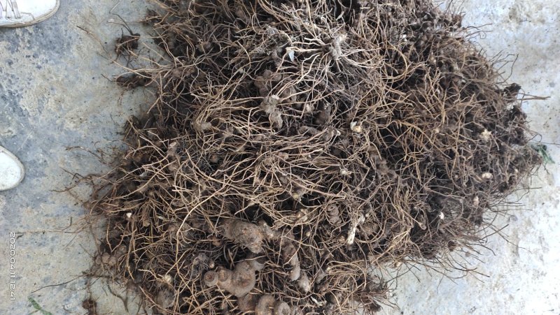 野生八角莲苗江边一碗水鲜货茎块