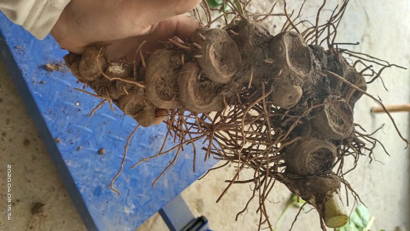 野生八角莲苗江边一碗水鲜货茎块