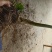 野生八角莲苗江边一碗水鲜货茎块