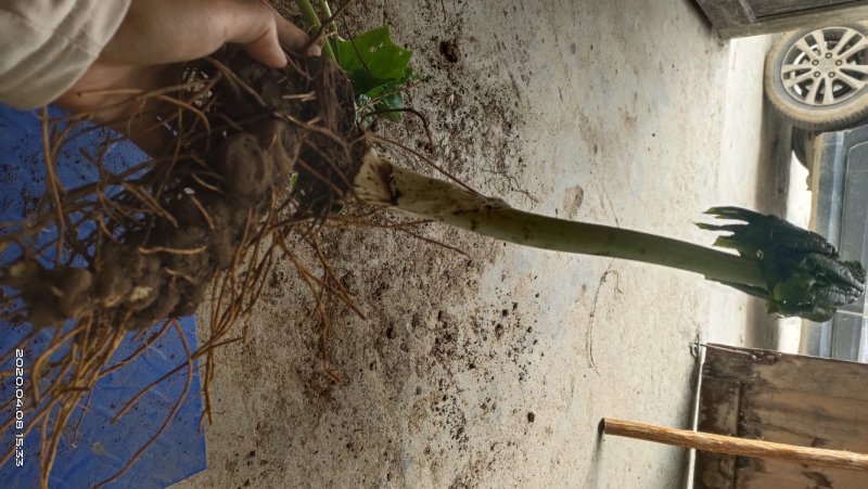 野生八角莲苗江边一碗水鲜货茎块