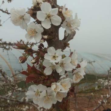 天水山地大樱桃