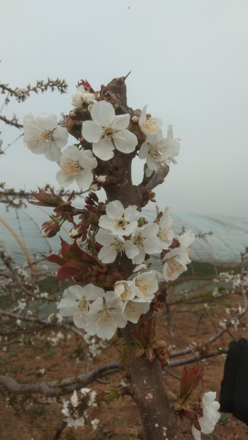 天水山地大樱桃