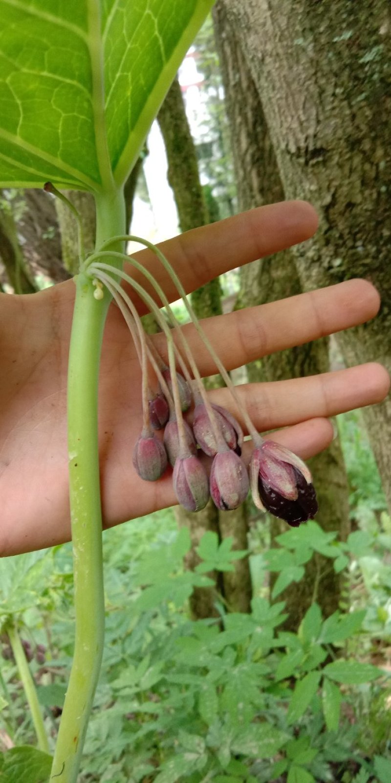 野生八角莲苗江边一碗水鲜货茎块