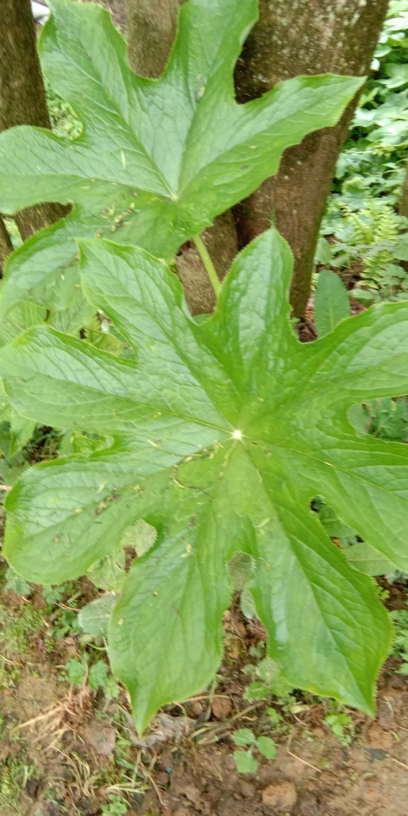 野生八角莲苗江边一碗水鲜货茎块