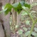 野生八角莲苗江边一碗水鲜货茎块