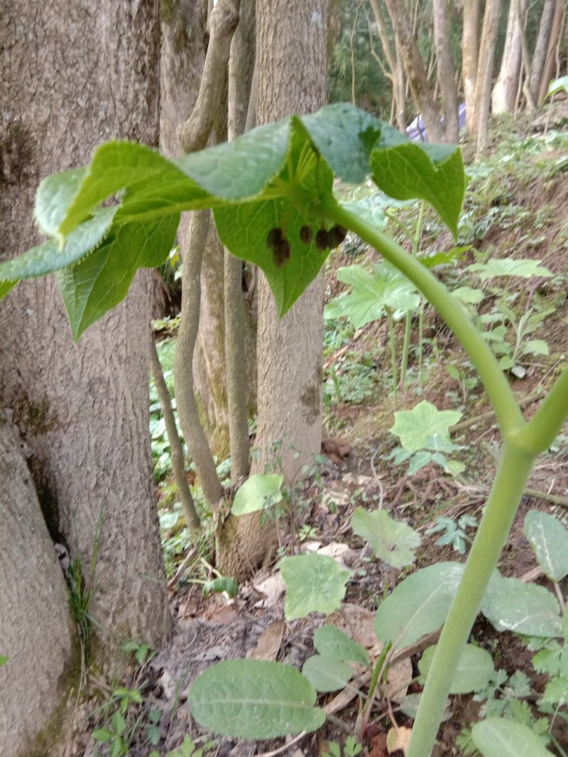 野生八角莲苗江边一碗水鲜货茎块
