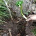 野生八角莲苗江边一碗水鲜货茎块