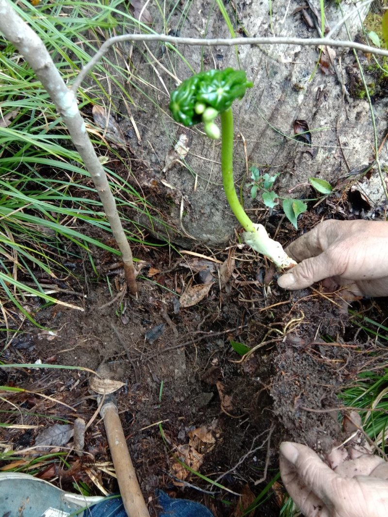 野生八角莲苗江边一碗水鲜货茎块