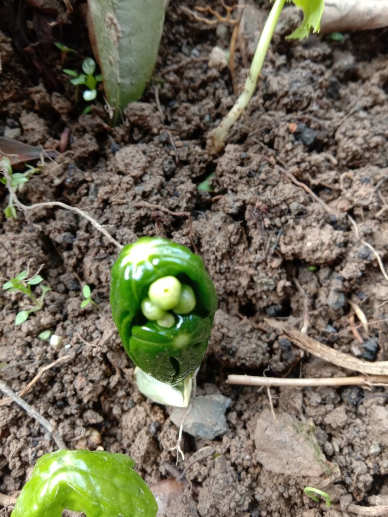 野生八角莲苗江边一碗水鲜货茎块