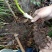 野生八角莲苗江边一碗水鲜货茎块