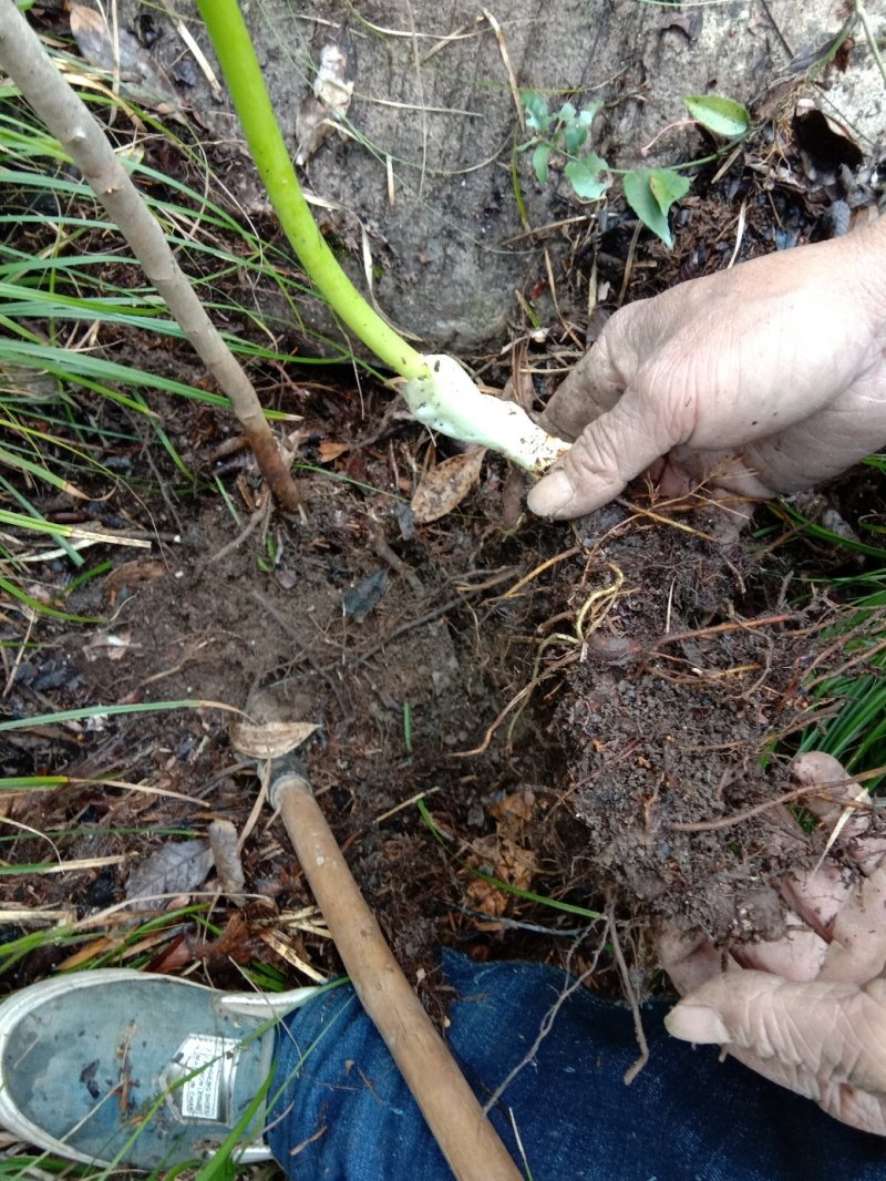 野生八角莲苗江边一碗水鲜货茎块