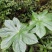野生八角莲苗江边一碗水鲜货茎块