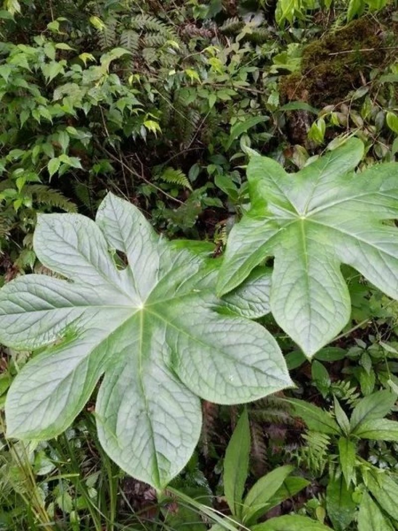 野生八角莲苗江边一碗水鲜货茎块