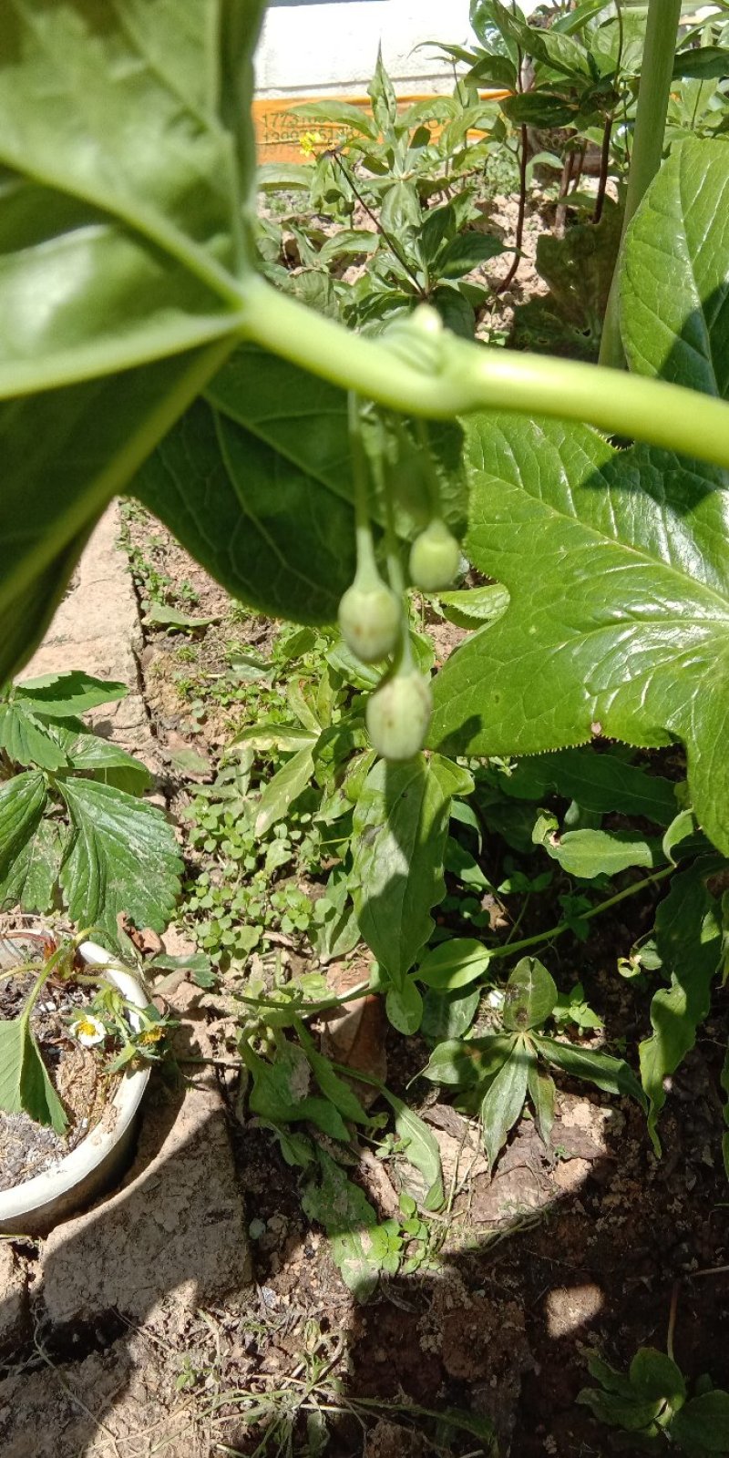 野生八角莲苗江边一碗水鲜货茎块