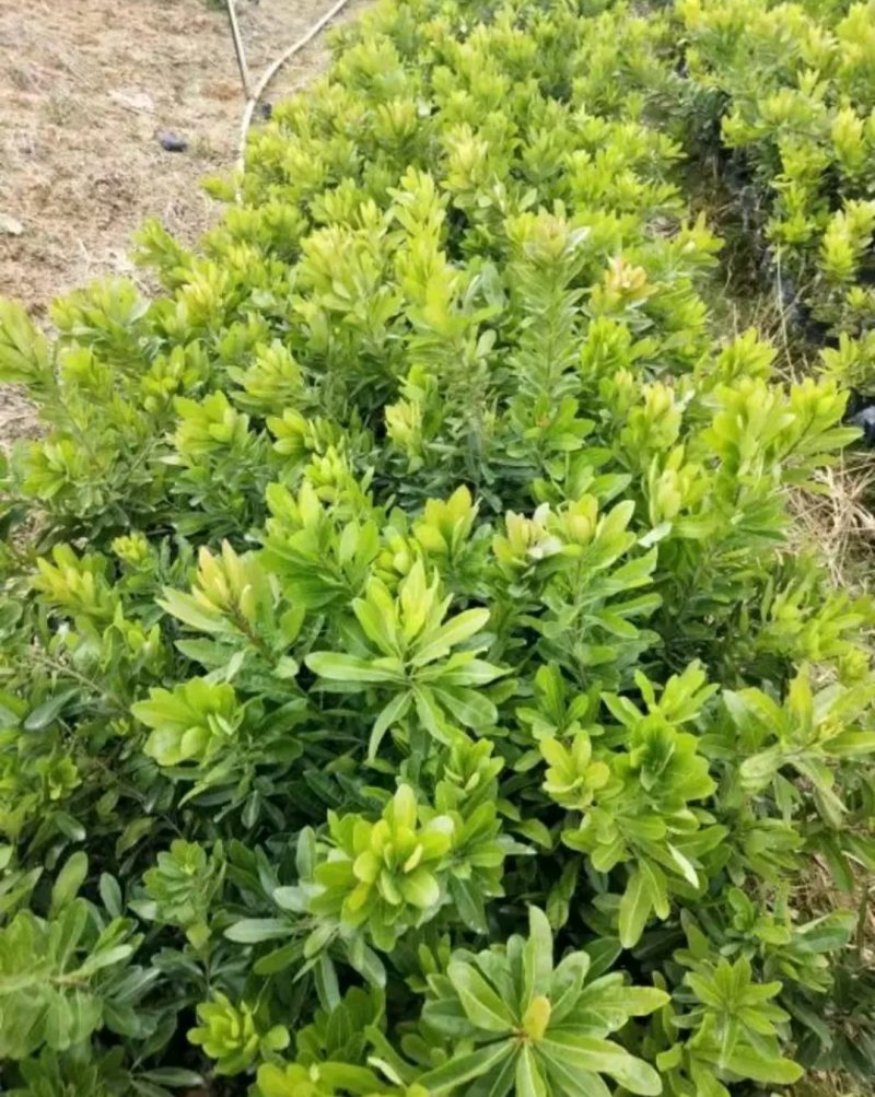 东魁杨梅苗树莓苗白梅苗嫁接苗提供种植管理技术
