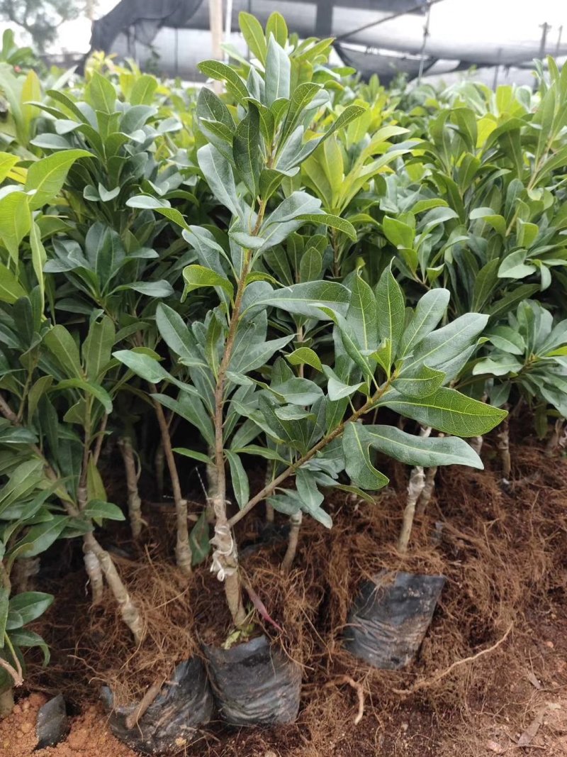 东魁杨梅苗树莓苗白梅苗嫁接苗提供种植管理技术