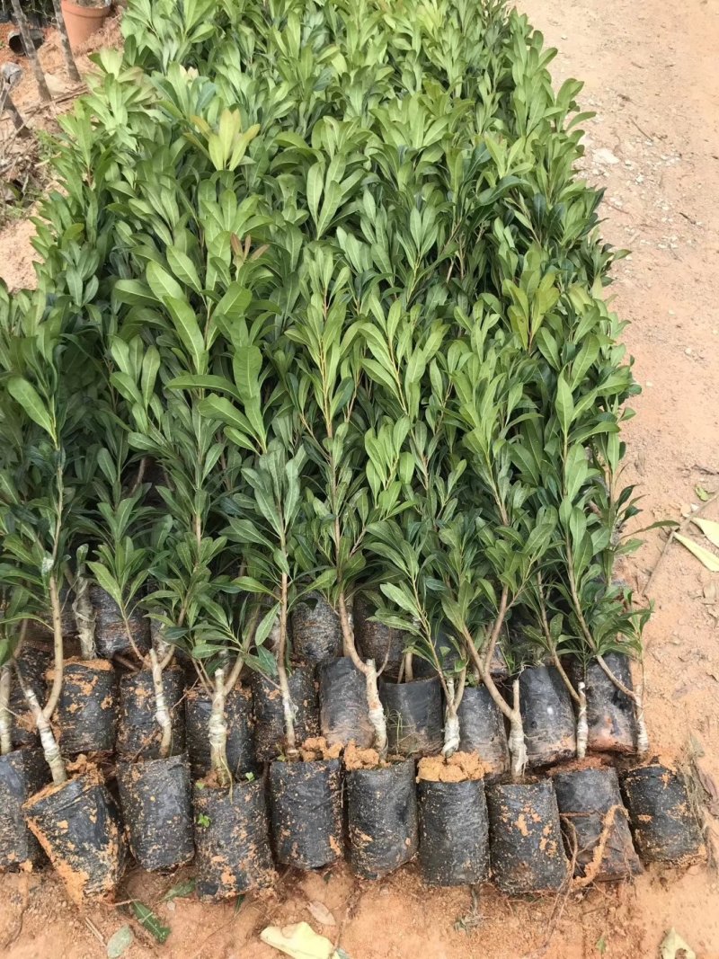 东魁杨梅苗树莓苗白梅苗嫁接苗提供种植管理技术