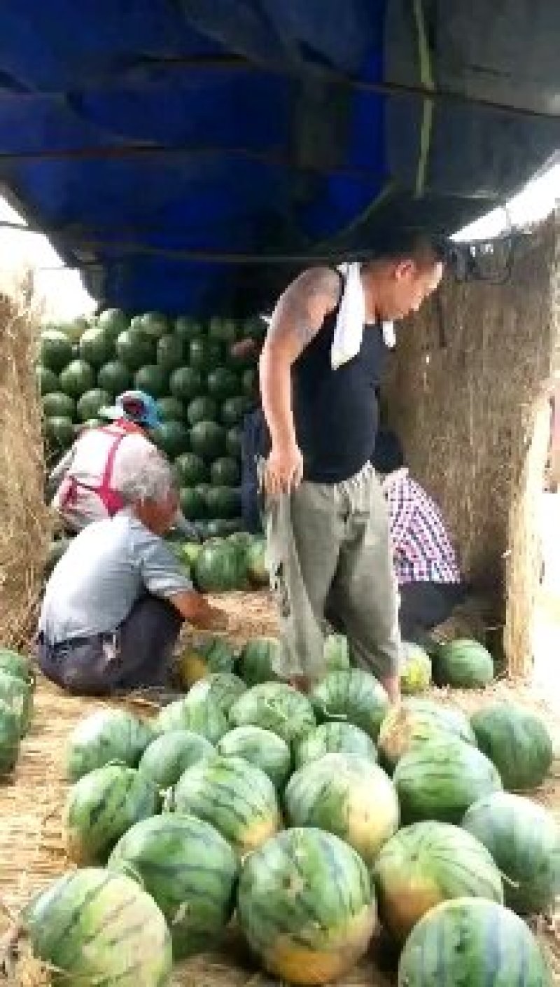 大棚直播双星西瓜，京欣西瓜大量供8斤打底9成熟1茬