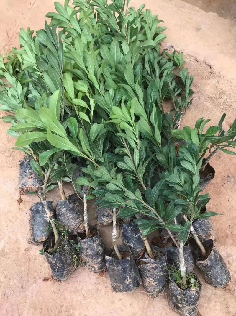东魁杨梅苗树莓苗白梅苗嫁接苗提供种植管理技术